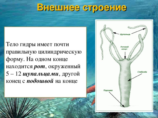 Ссылки на кракен at